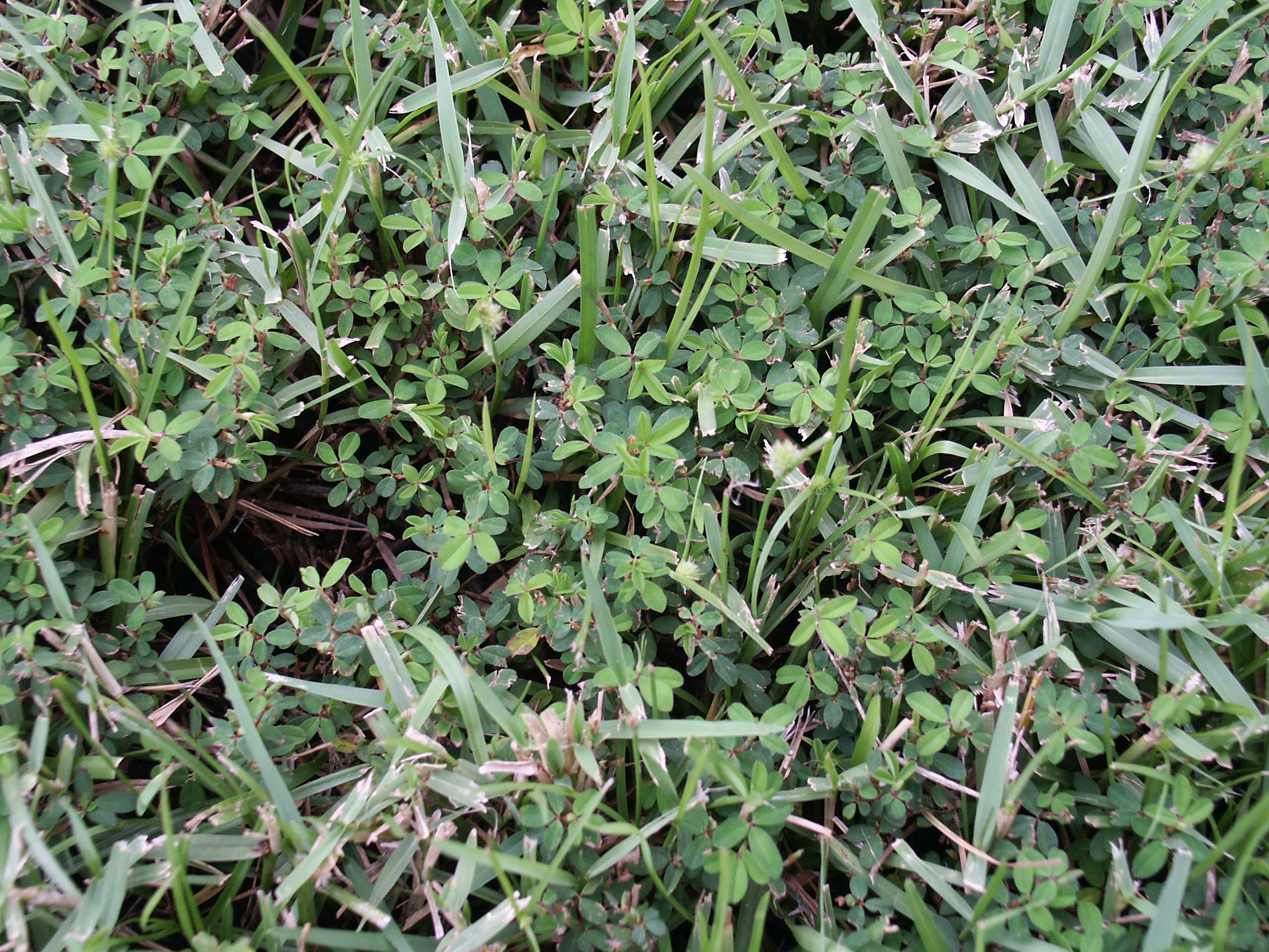 common lespedezaJPG
